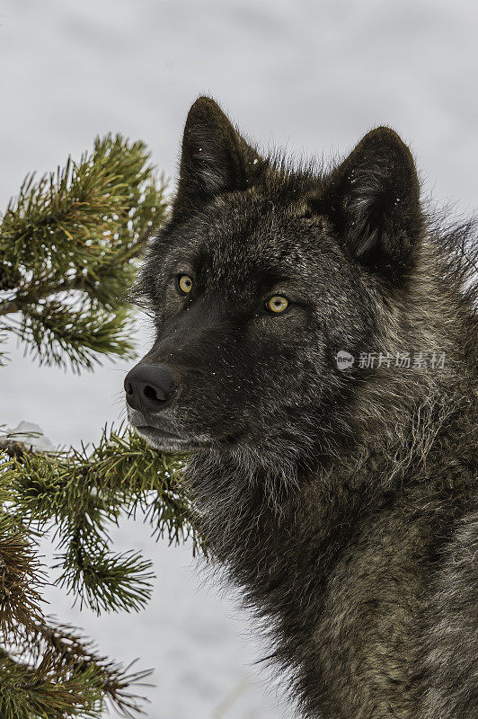 灰狼或灰狼(Canis lupus)是一种原产于北美荒野和偏远地区的犬科动物。